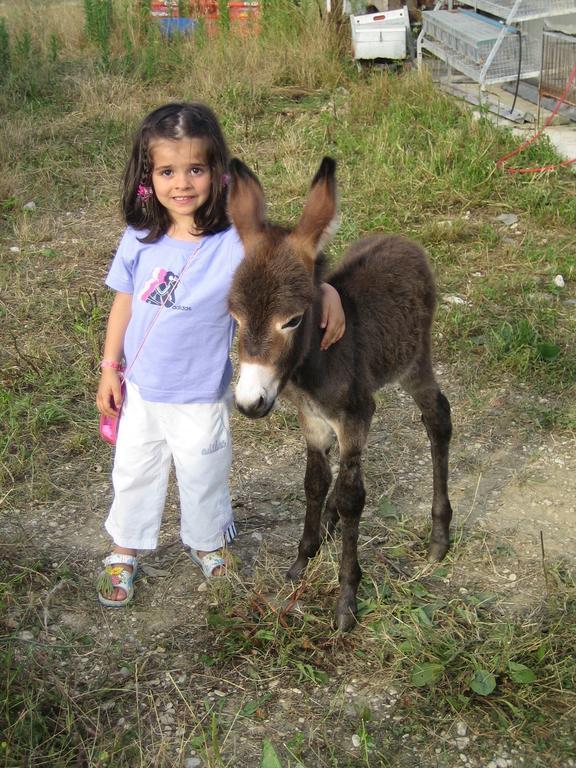 Agriturismo Il Casale Morrovalle 外观 照片